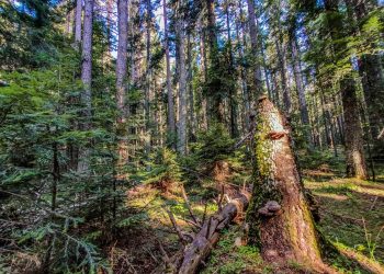 What Makes a Trail Truly ‘Wild’?