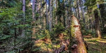 What Makes a Trail Truly ‘Wild’?