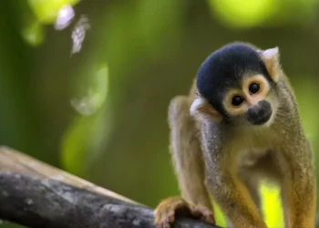 Are There Trails Where You Can Encounter Rare Wildlife?