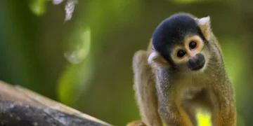 Are There Trails Where You Can Encounter Rare Wildlife?