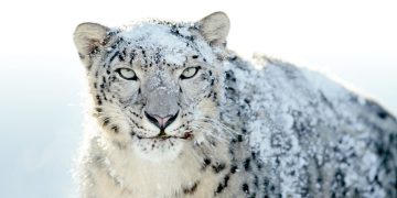 Can You Track the Ghostly Snow Leopards of the Himalayas?