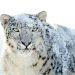 Can You Track the Ghostly Snow Leopards of the Himalayas?