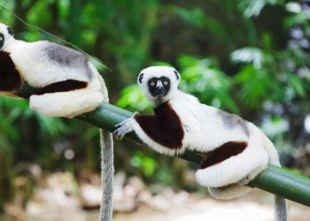 How Did Madagascar Become a Must-See Destination for Wildlife Enthusiasts?
