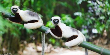 How Did Madagascar Become a Must-See Destination for Wildlife Enthusiasts?