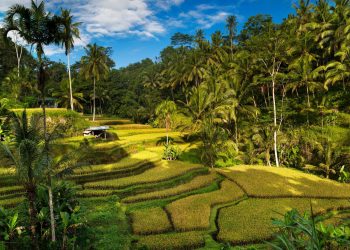 What Makes Bali’s Rice Terraces a Hidden Cultural Treasure?