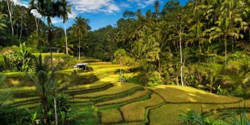 What Makes Bali’s Rice Terraces a Hidden Cultural Treasure?
