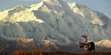 What Makes Alaska the Ultimate Wilderness Experience?