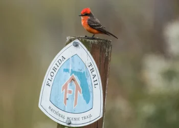 What Happens When Wildlife Begins to Treat Trails as Their Territory?