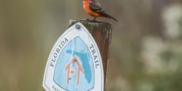 What Happens When Wildlife Begins to Treat Trails as Their Territory?