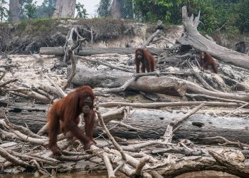 Are We Underestimating the Ecological Footprint of Popular Trails?