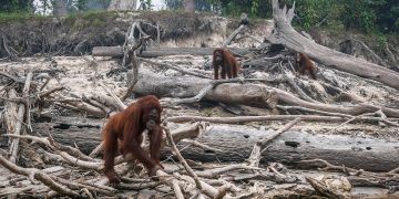 Are We Underestimating the Ecological Footprint of Popular Trails?