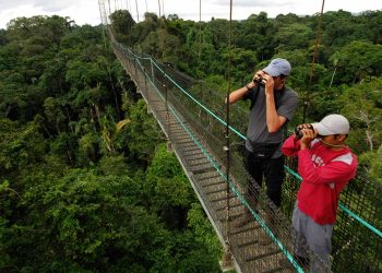 What Secrets Lie Beneath the Forest Canopies of the Amazon?
